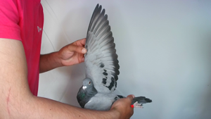 Pigeon image