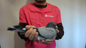 Pigeon image