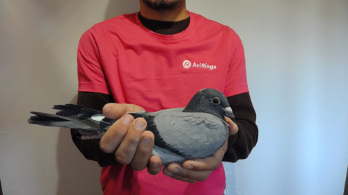 Pigeon image