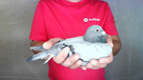 Pigeon image