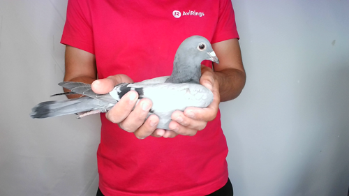 Pigeon image