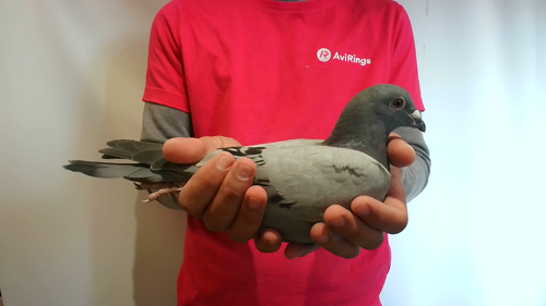 Pigeon image