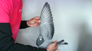 Pigeon image