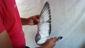 Pigeon image