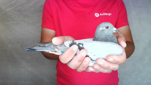 Pigeon image
