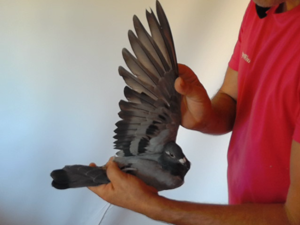 Pigeon image
