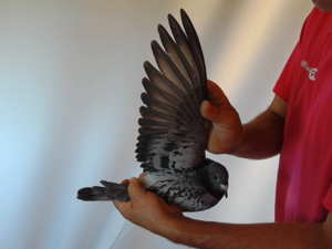 Pigeon image