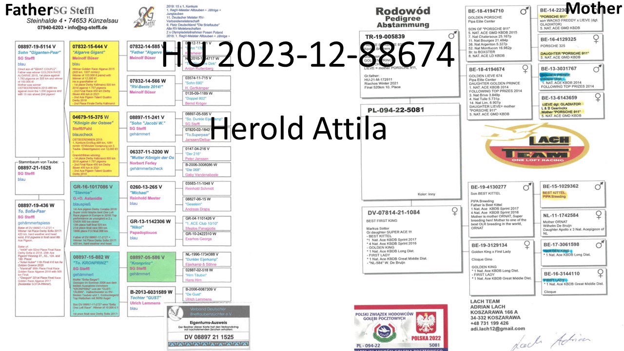 Pigeon pedigree image