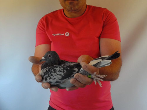 Pigeon image