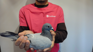 Pigeon image