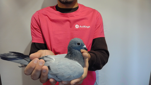 Pigeon image