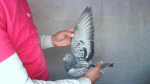 Pigeon image