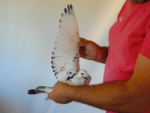 Pigeon image