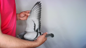 Pigeon image
