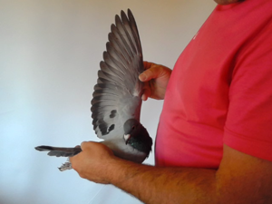 Pigeon image