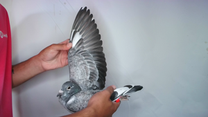 Pigeon image