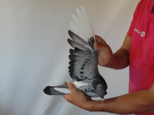 Pigeon image
