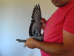 Pigeon image