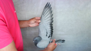 Pigeon image