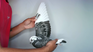Pigeon image