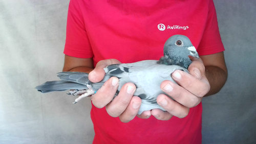 Pigeon image