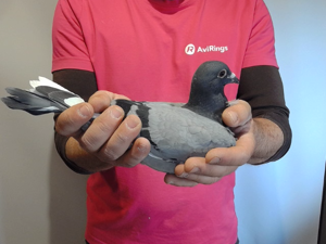 Pigeon image