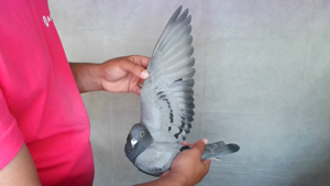 Pigeon image
