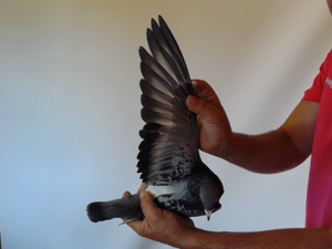 Pigeon image