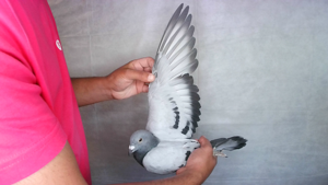 Pigeon image