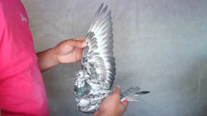 Pigeon image
