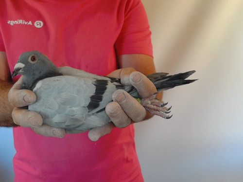 Pigeon image