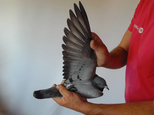 Pigeon image
