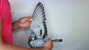 Pigeon image