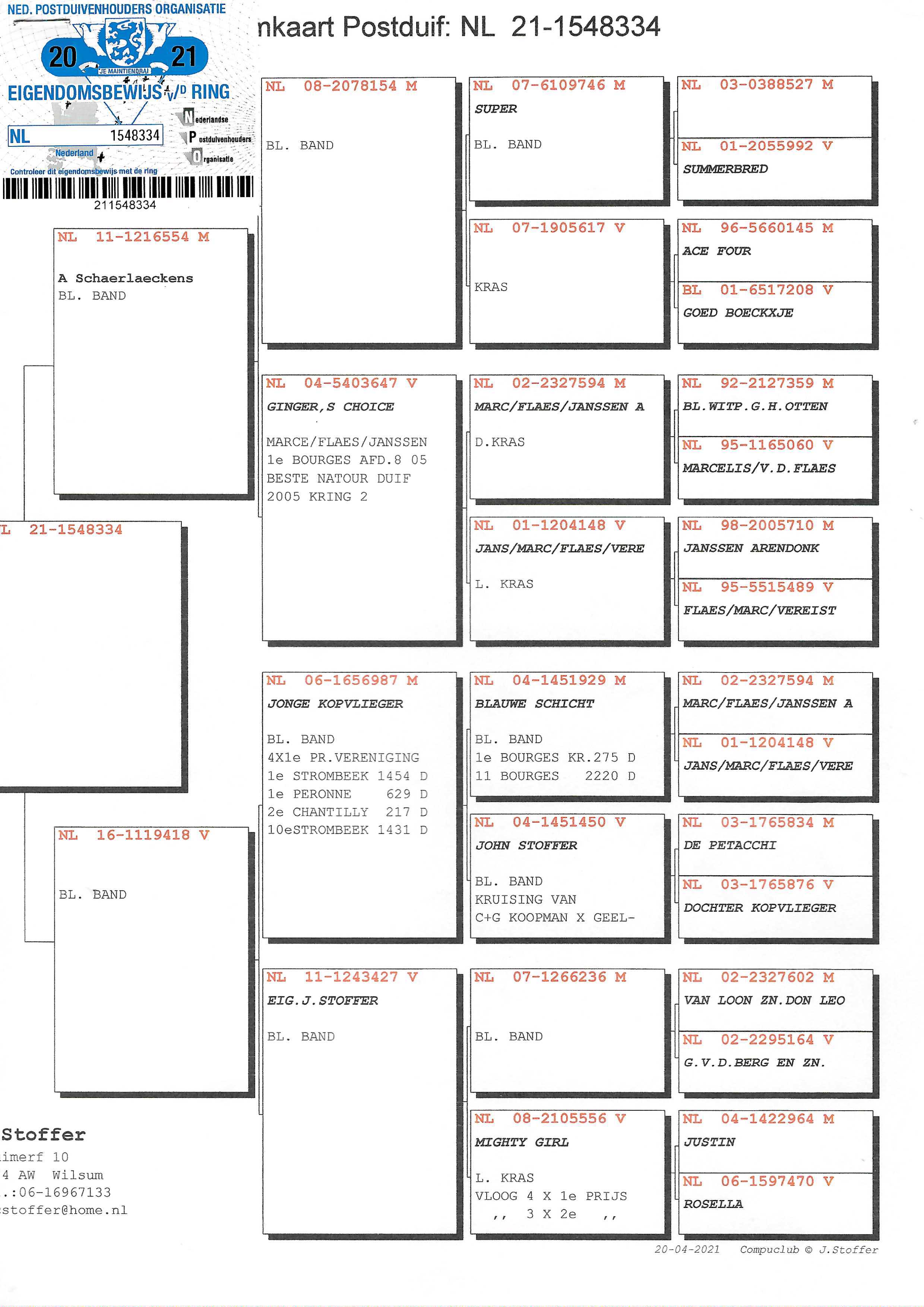 Pigeon pedigree image