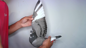 Pigeon image