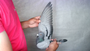 Pigeon image