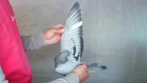 Pigeon image