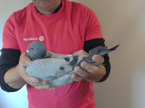 Pigeon image