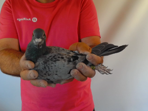 Pigeon image