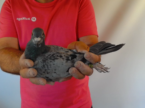 Pigeon image