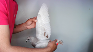 Pigeon image
