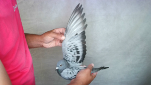 Pigeon image