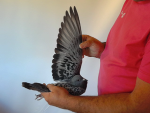 Pigeon image