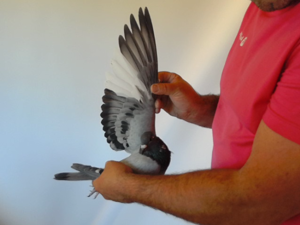 Pigeon image