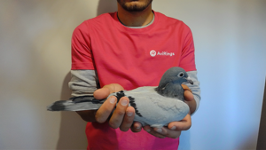 Pigeon image