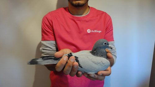 Pigeon image