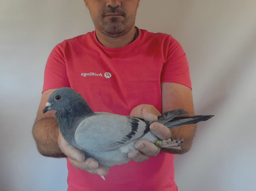 Pigeon image