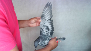 Pigeon image