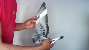 Pigeon image