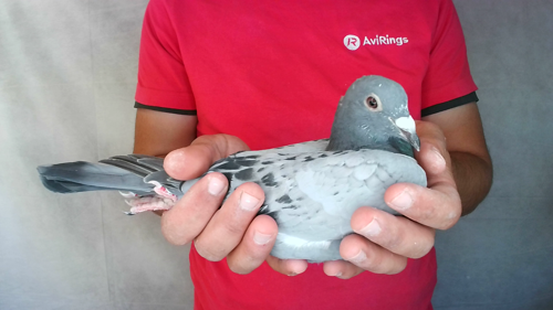 Pigeon image